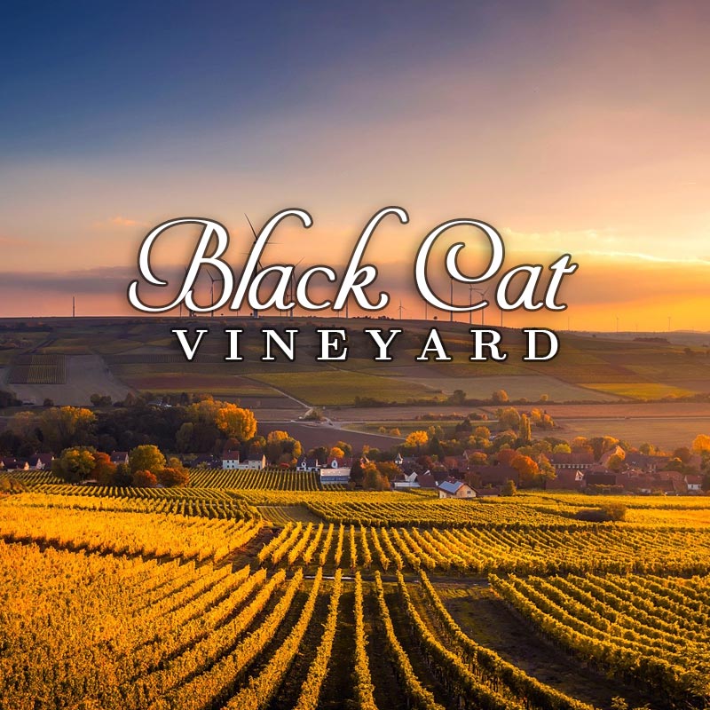 Black Cat Vineyard Coombsville Napa valley