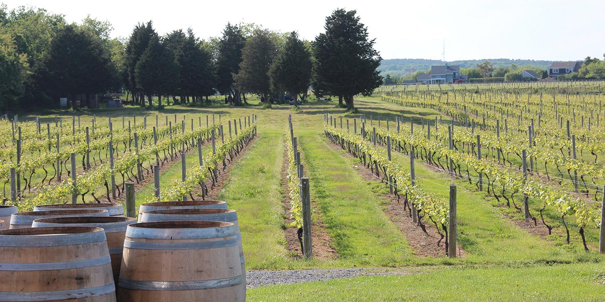 robert-sinskey-vineyards