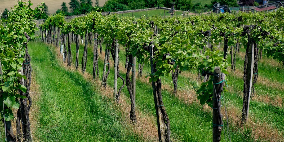 taylor-family-vineyards