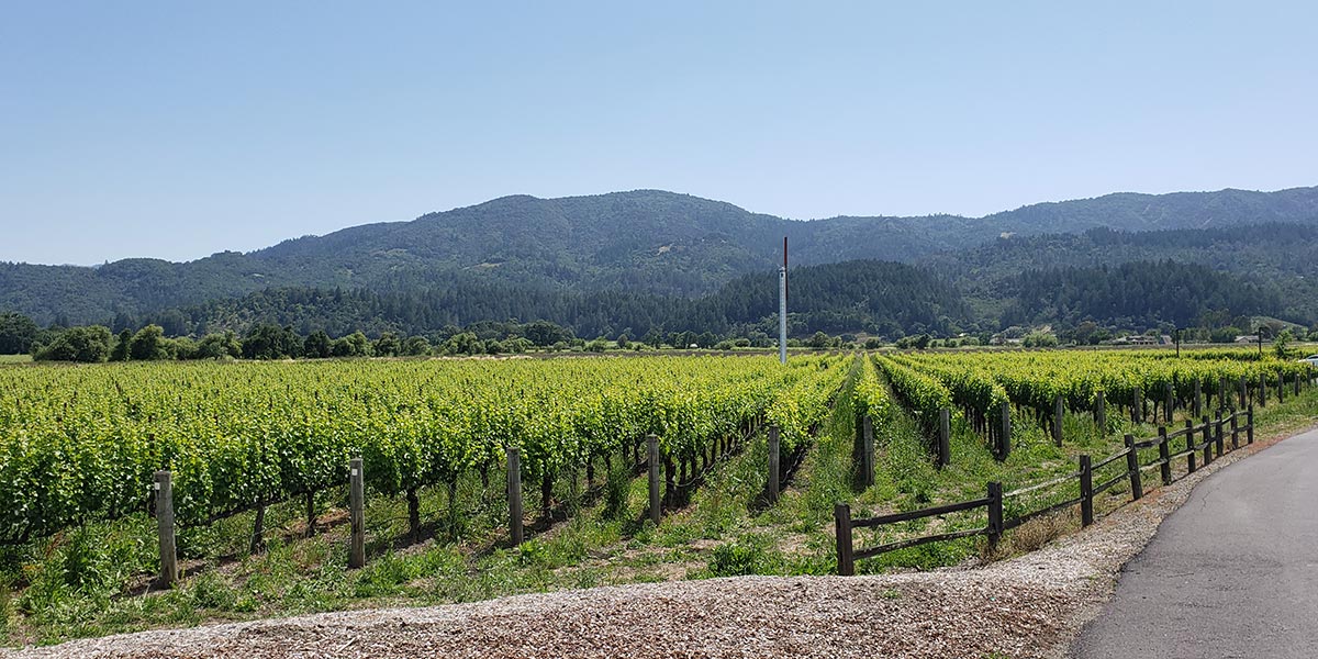 provenance-vineyards2