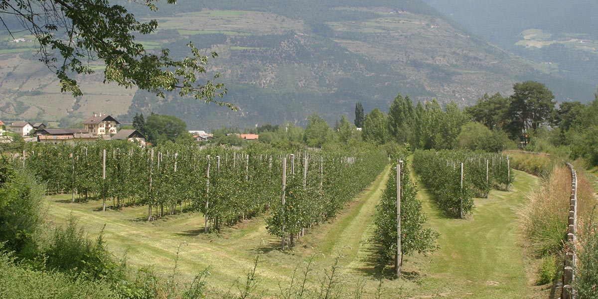 viader-vineyards-winery
