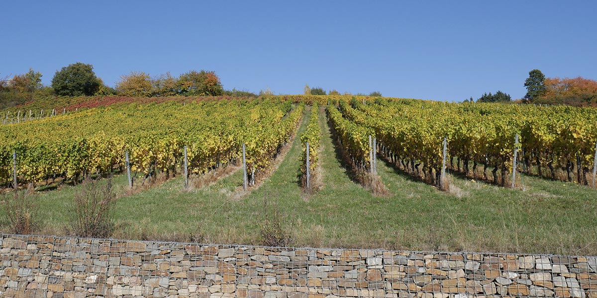 The Terraces Winery Vineyard