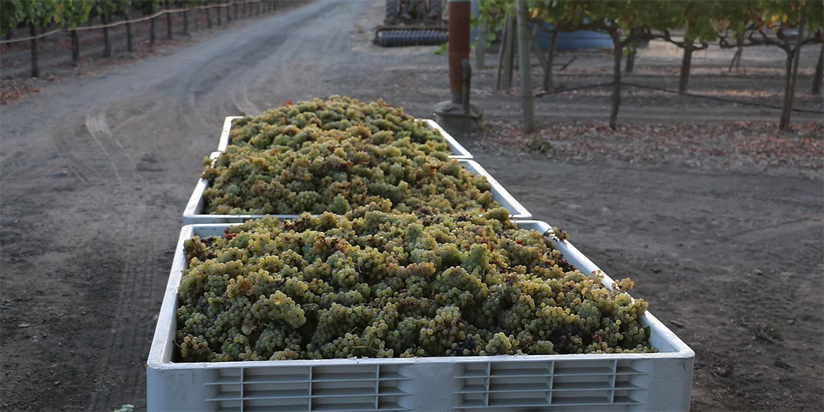 Containers of Grapes at Shadowbox Cellars