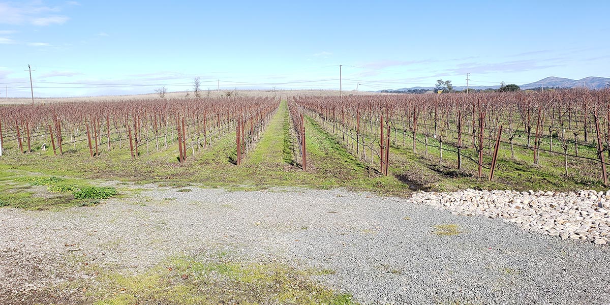 Vineyards at Hyde Estate Winery