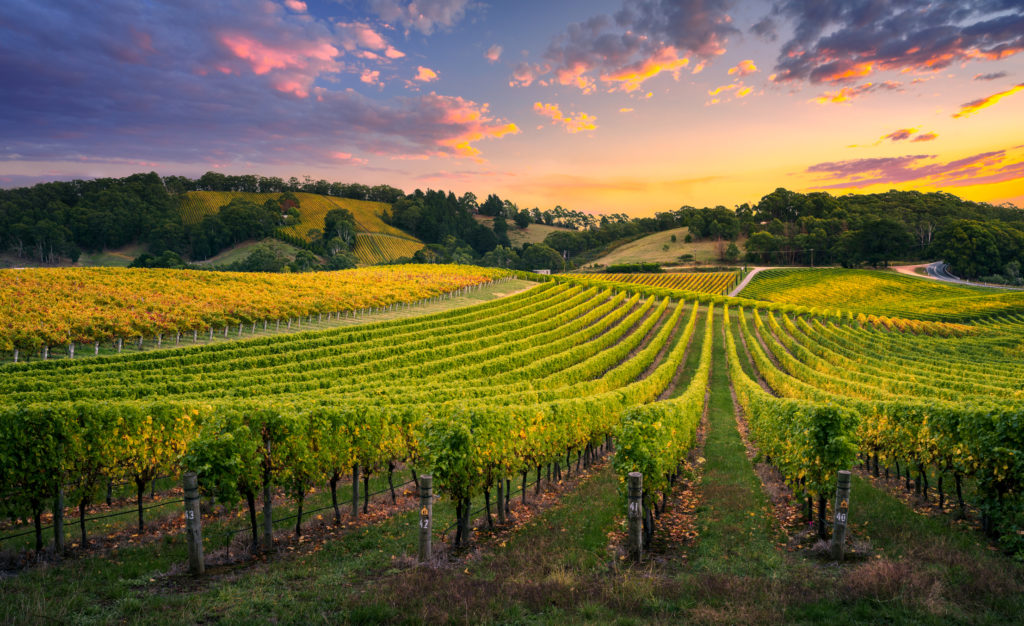 Chimney Rock Winery Wines Napa Valley