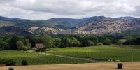 Yountville Napa Valley Vineyards